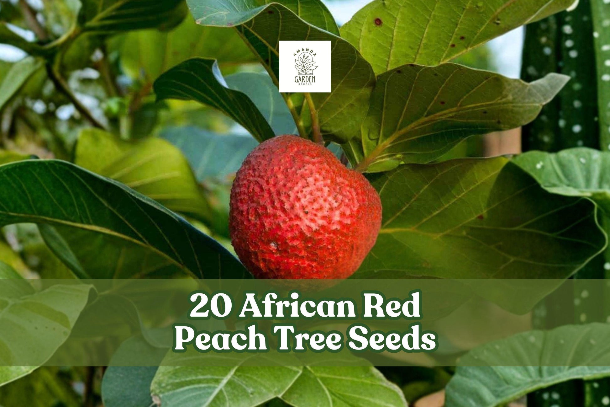 African Red Peach Tree Seeds – Nauclea latifolia Tropical Fruit Tree for Garden and Landscape Planting
