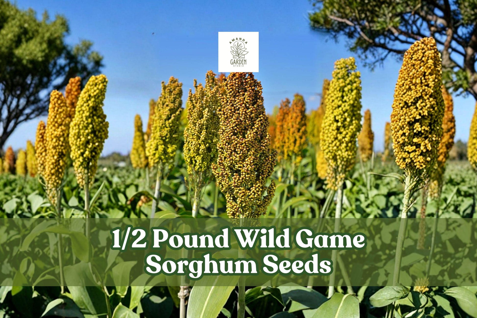 Wild Game Sorghum Seeds 1/2 Pound for Food Plots, Cover Crops, Milo Sorghum bicolor Planting Seeds