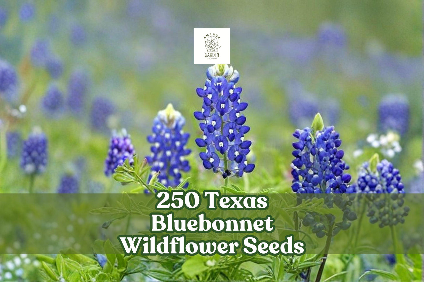 250 Texas Bluebonnet Wildflower Seeds – Lupinus texensis Native Spring Blooming Blue Flowers for Gardens & Meadows