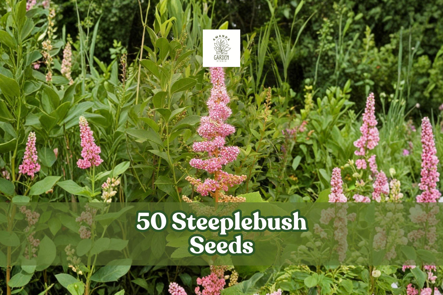 50 Steeplebush Seeds for Planting Spiraea tomentosa Ornamental Shrub, Pink Flowers, Upright Growth