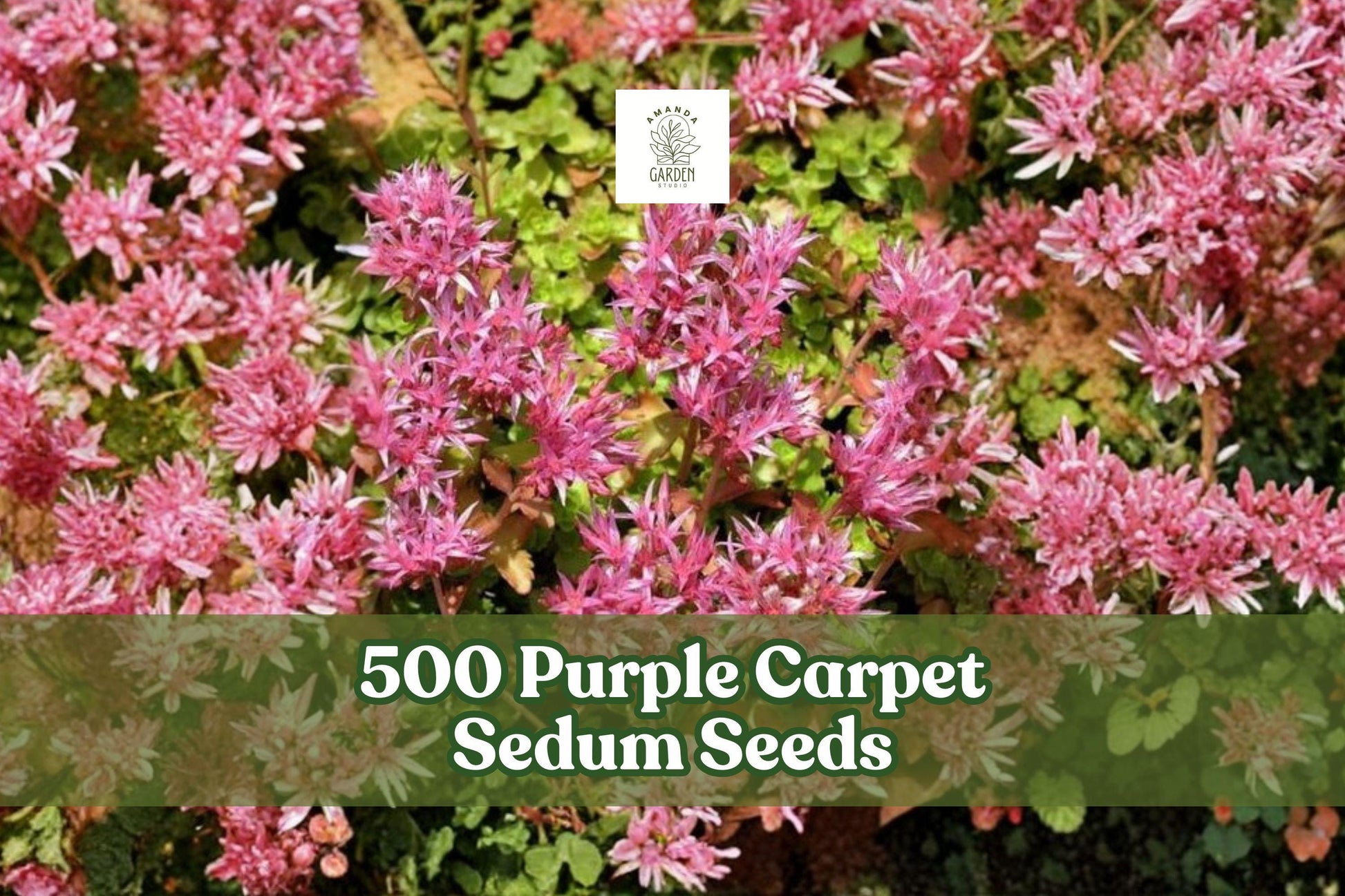 500 Purple Carpet Sedum Seeds for Groundcover, Sedum spurium ‘Coccineum’, Low-Growing Perennial for Rock Gardens and Borders