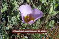 Winding Mariposa Lily Seeds - Straggling Wildflower, Calochortus flexuosus, 30 Pack, Native, Easy to Grow, Pollinator Attracting, Perennial