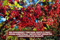 Red Chokeberry Tree Bare-Roots 2 Pack, Aronia arbutifolia, Native Fruit Shrub for Landscaping and Wildlife Habitat