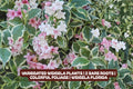 Variegated Weigela Plants | 2 Bare Roots | Colorful Foliage & Pink Flowers | Weigela florida 'Variegata'