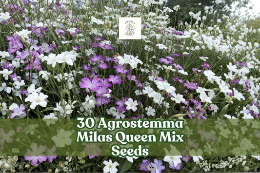 Agrostemma ‘Milas Queen’ Mix Seeds – Elegant Annual Flowers for Borders & Cut Flowers | Agrostemma githago