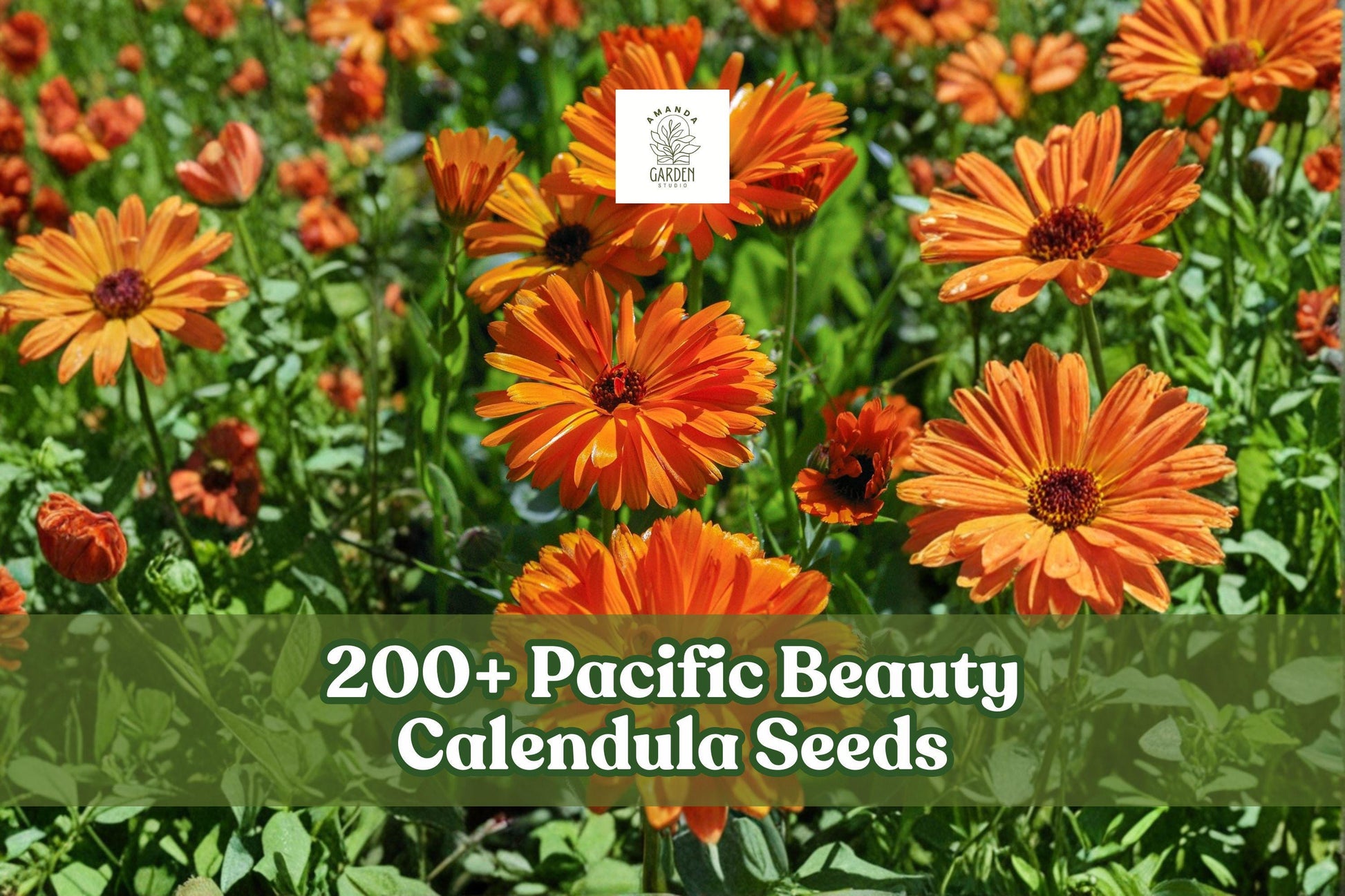 200+ Calendula officinalis Pacific Beauty Mix Seeds for Flower Garden, Borders, Full Sun, Heirloom Mix