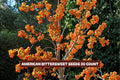 American Bittersweet Seeds 10 Pack - Celastrus scandens Climbing Vine for Garden, Landscape & Wildlife Attraction