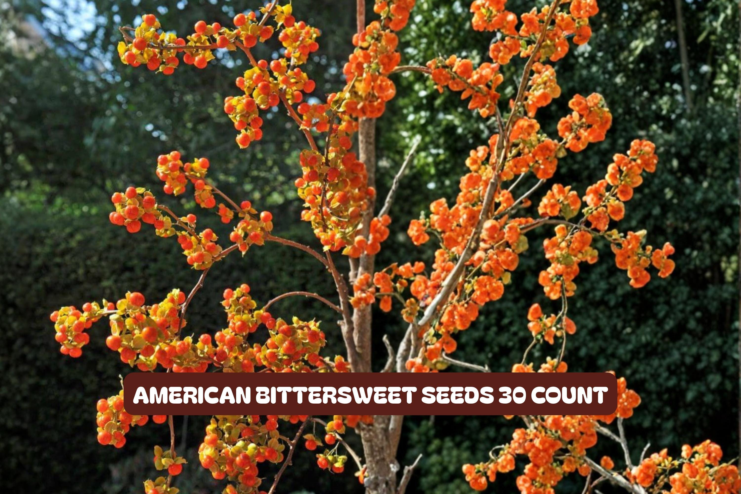 American Bittersweet Seeds 10 Pack - Celastrus scandens Climbing Vine for Garden, Landscape & Wildlife Attraction
