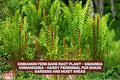 Cinnamon Fern Bare Root Plant – Hardy Perennial for Shade Gardens – Osmunda cinnamomea, Moist, Low Maintenance, Native Fern