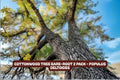 Cottonwood Tree Bare-Root 2 Pack Populus deltoides Fast-Growing Shade Tree for Landscaping
