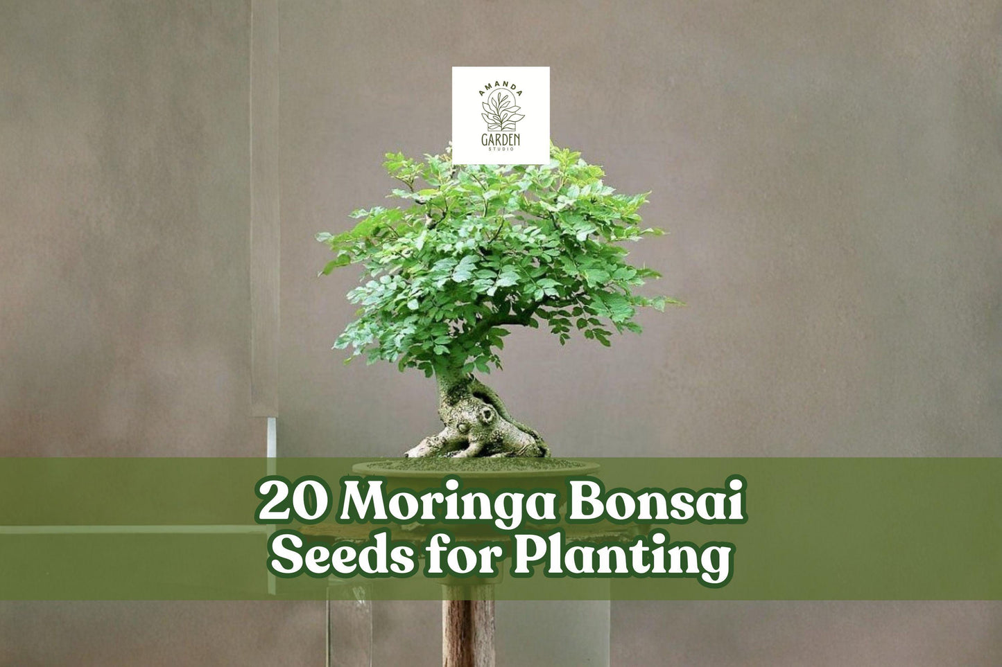 20 Moringa oleifera Bonsai Seeds for Ornamental Tree, Container or Garden Planting