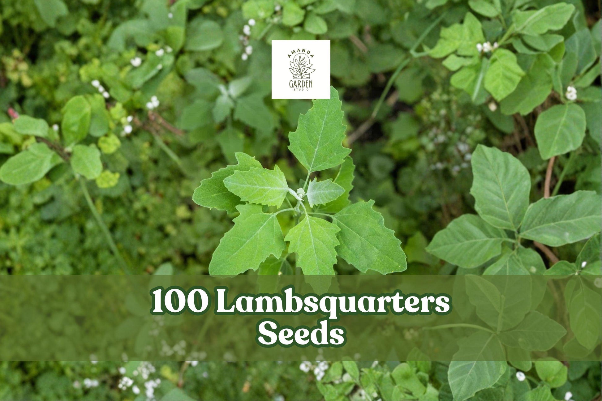 100 Lambsquarters Seeds for Planting Chenopodium album, Annual Green Leafy Plant, Garden Seeds, Botanical Growing