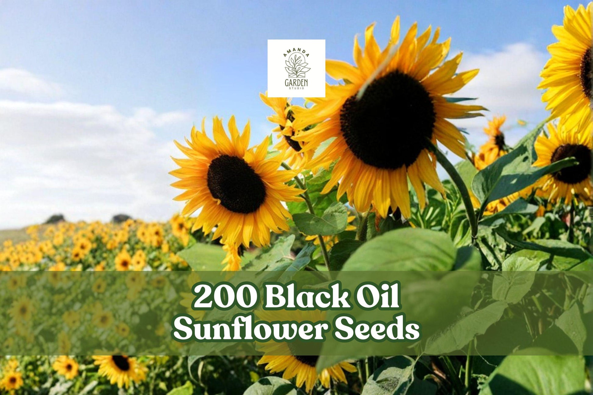 200 Black Oil Sunflower Seeds for Garden Planting, Helianthus annuus, Wildlife-Friendly, Full Sun, Outdoor Seeds