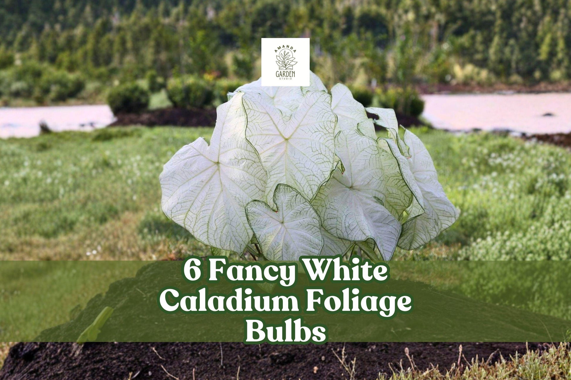 6 Fancy White Caladium Bulbs – Tropical Shade Garden Foliage, Caladium bicolor, Decorative White Leaves