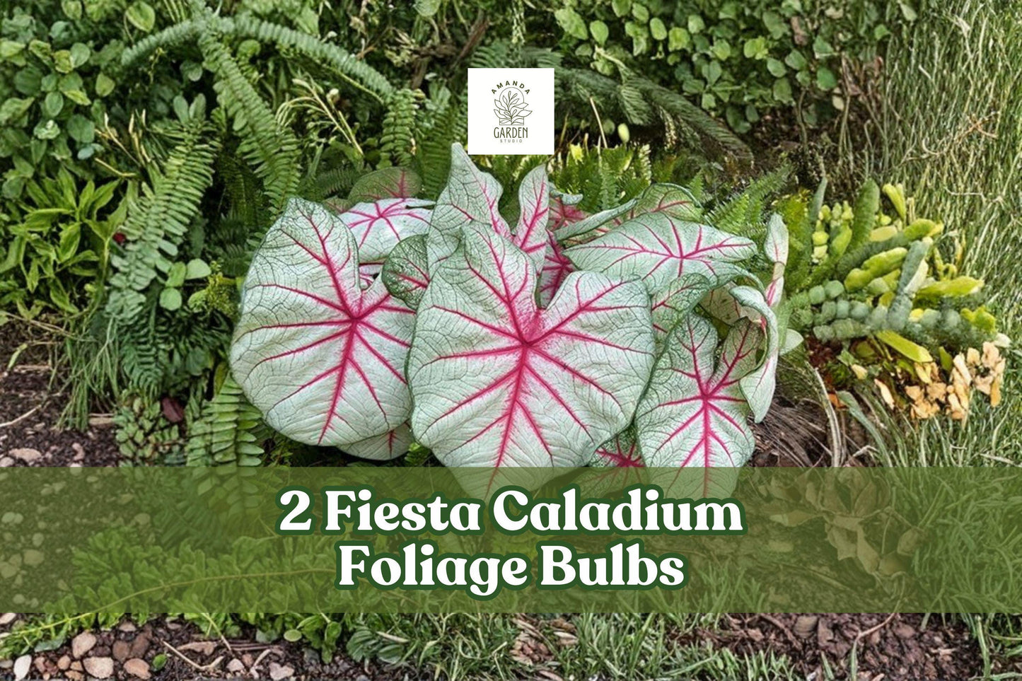 2 Fiesta Caladium Bulbs – Colorful Heart-Shaped Foliage, Caladium bicolor for Shade Gardens & Containers