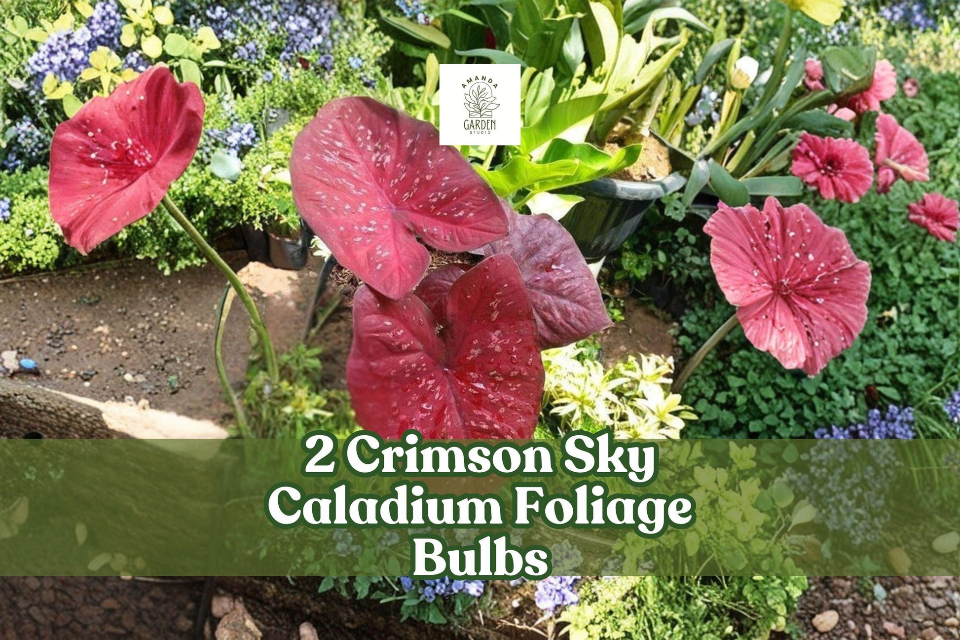 Crimson Sky Caladium Foliage Bulbs – Heart-Shaped Red and Green Leaves, Tropical Shade Garden, Caladium bicolor, 2 Pack