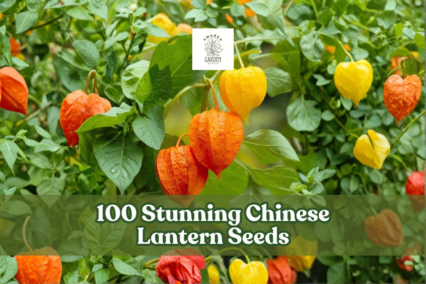100 Chinese Lantern Seeds for Ornamental Planting, Physalis alkekengi, Vivid Orange-Red Lantern Pods