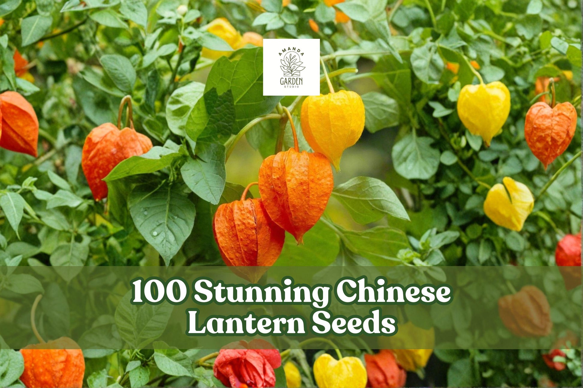 100 Chinese Lantern Seeds for Ornamental Planting, Physalis alkekengi, Vivid Orange-Red Lantern Pods