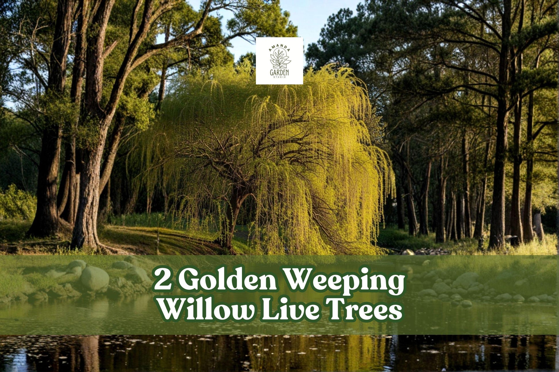 Golden Weeping Willow Live Trees - Ornamental Landscape, Arching Branches, Salix species, 2 Pack