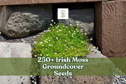 Irish Moss Groundcover Seeds, Sagina subulata, White Flowers, Dense Green Carpet, Ornamental Perennial, 250+ Seeds