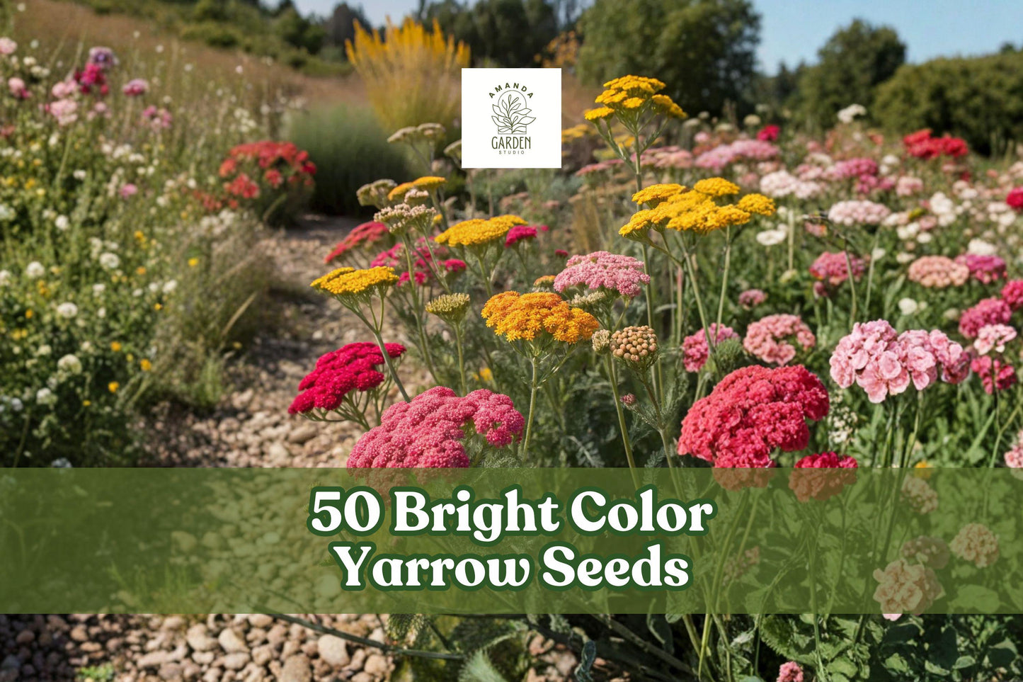 Bright Color Yarrow Seeds for Perennial Flower Garden Achillea millefolium, 50 Seeds