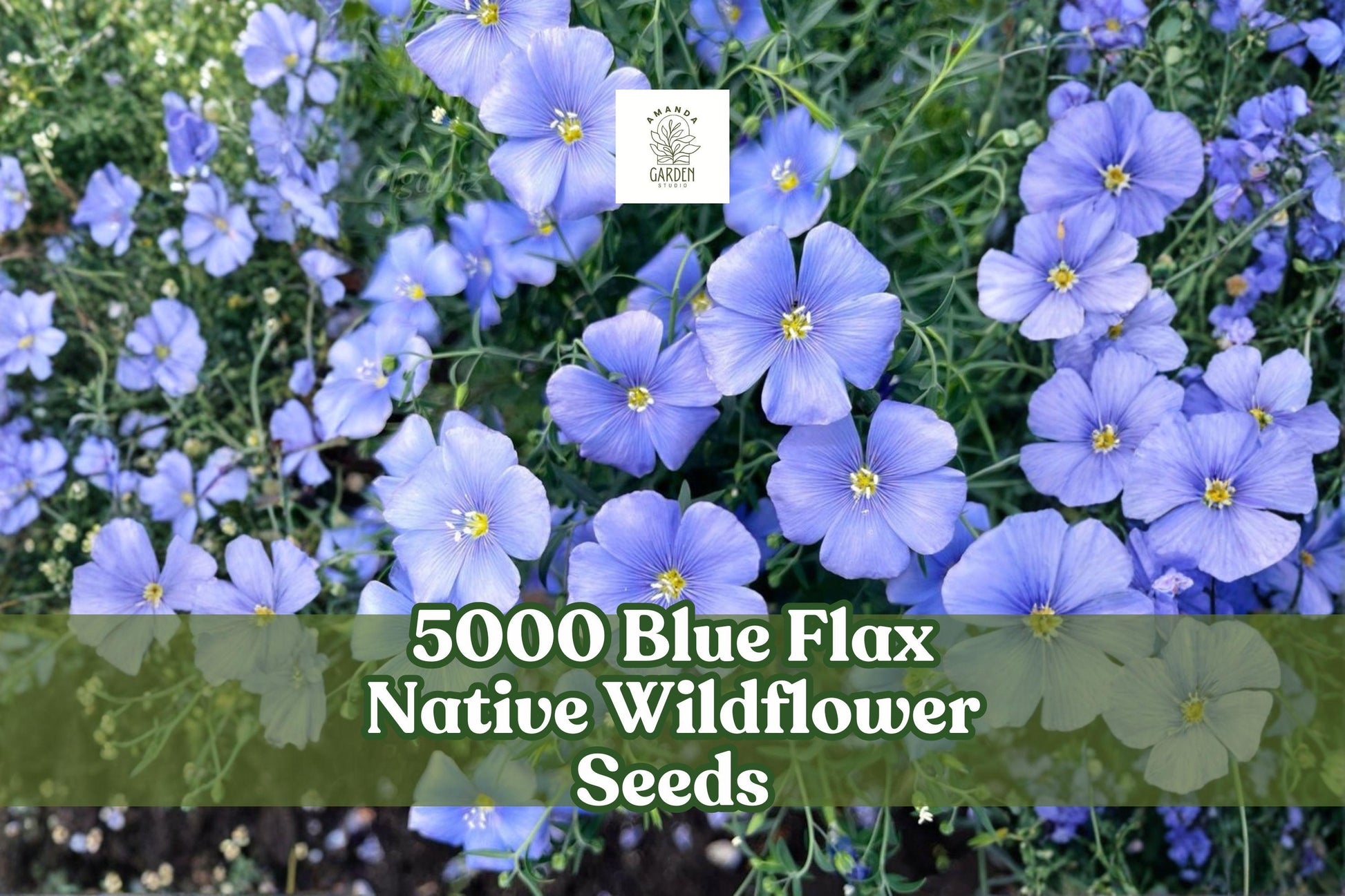 Blue Flax Wildflower Seeds – 5000 Seeds for Meadow, Pollinator Garden, Landscape – Linum perenne