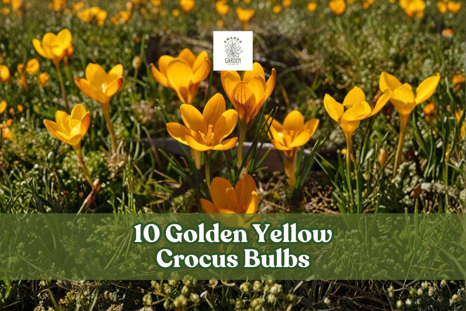 10 Golden Yellow Crocus Bulbs for Early Spring Garden Blooms - Crocus spp. Outdoor Flowering Bulbs for Borders & Naturalized Areas