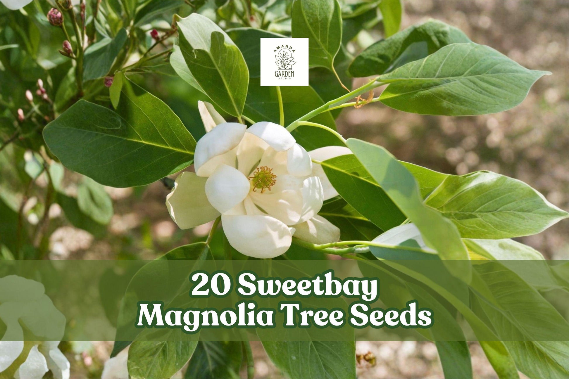 20 Sweetbay Magnolia Tree Seeds Magnolia virginiana Ornamental Landscape Planting, Cold Tolerant, Fragrant White Flowers