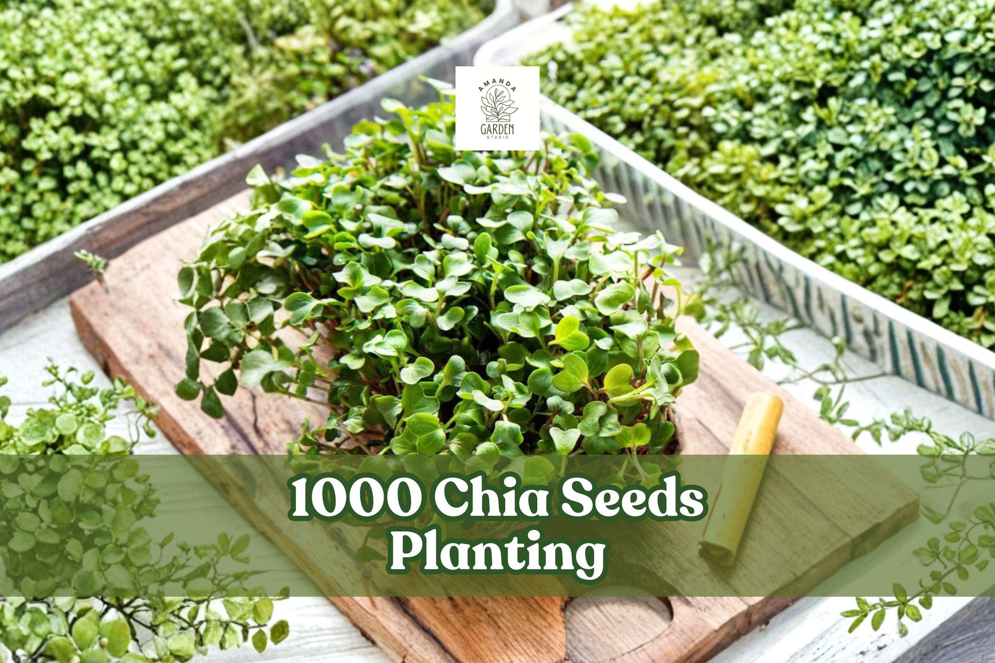 1000 Chia Seeds for Microgreens & Home Garden Growing, Salvia hispanica, Fast Germinating Vegetable Herb Seeds