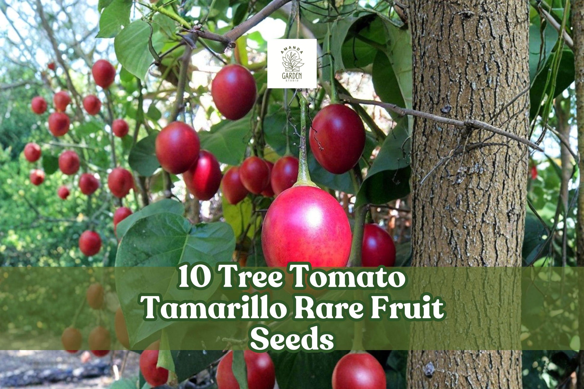 Tree Tomato Seeds, Tamarillo, Cyphomandra betacea, Exotic Fruit Plant, Rare Fruit Seeds for Warm Climates