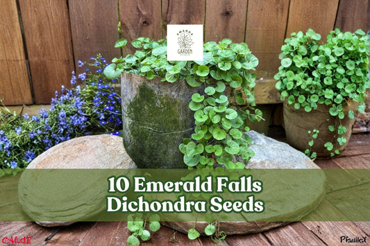 10 Emerald Falls Dichondra Seeds for Trailing Ornamental Foliage, Dichondra argentea for Hanging Baskets & Garden
