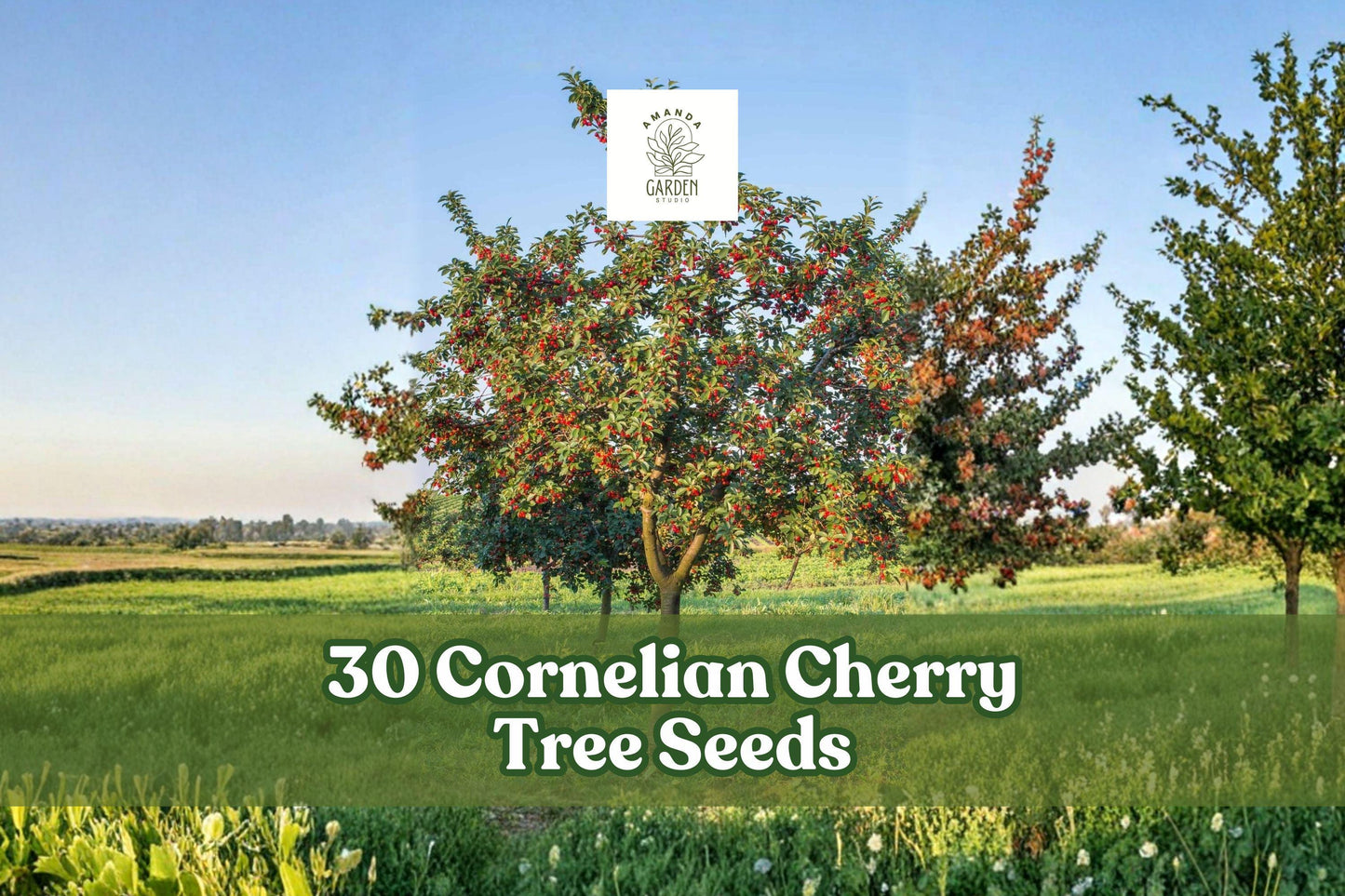 30 Cornelian Cherry Tree Seeds - Ornamental Deciduous Tree for Garden & Landscape - Cornus mas