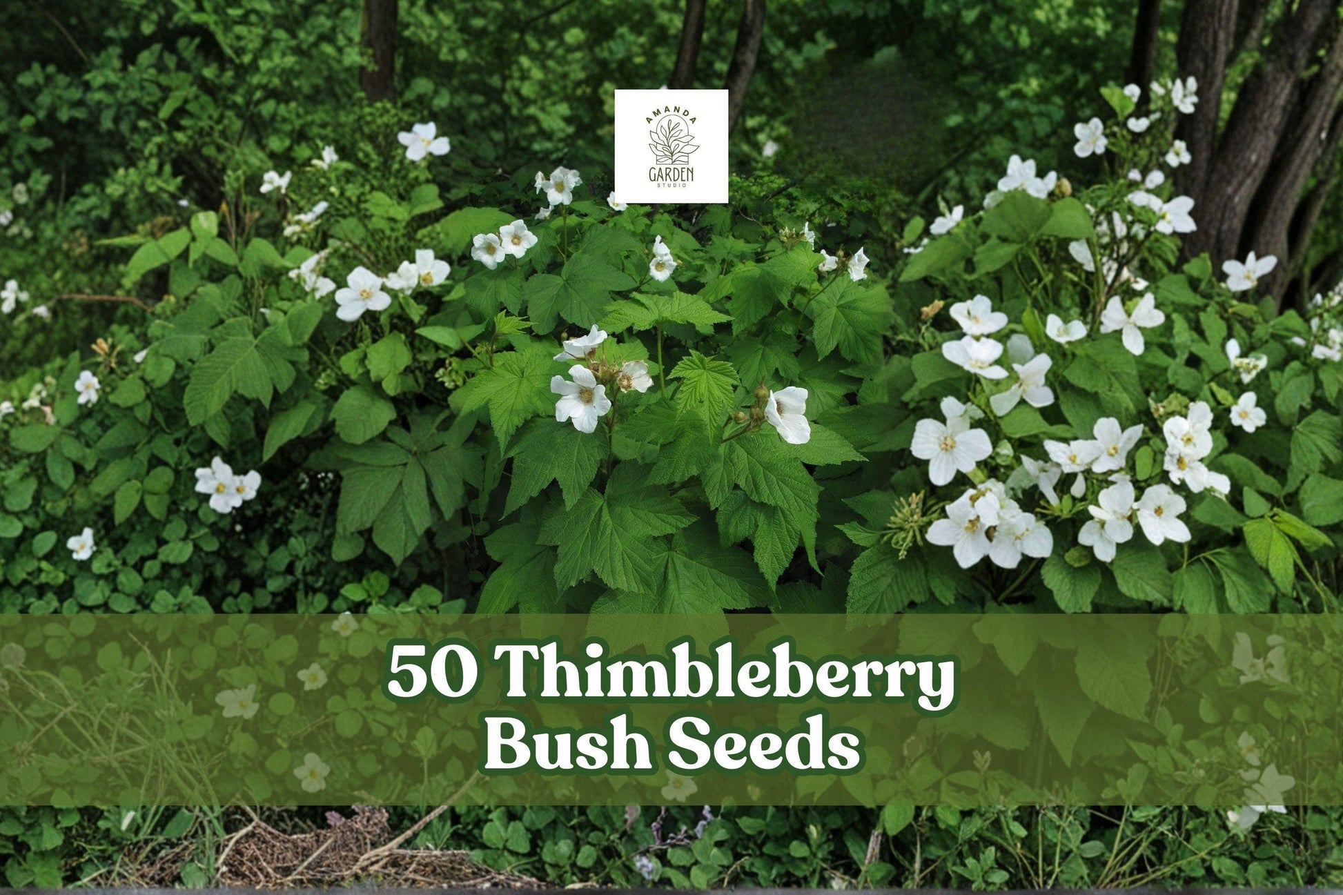 Thimbleberry Bush Seeds 50 Pack | Native Deciduous Shrub with White Flowers | Rubus parviflorus for Woodland Gardens & Natural Landscapes