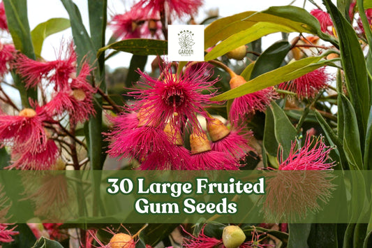Large Fruited Gum Seeds – Eucalyptus leucoxylon for Ornamental Tree Planting, Landscape, Garden