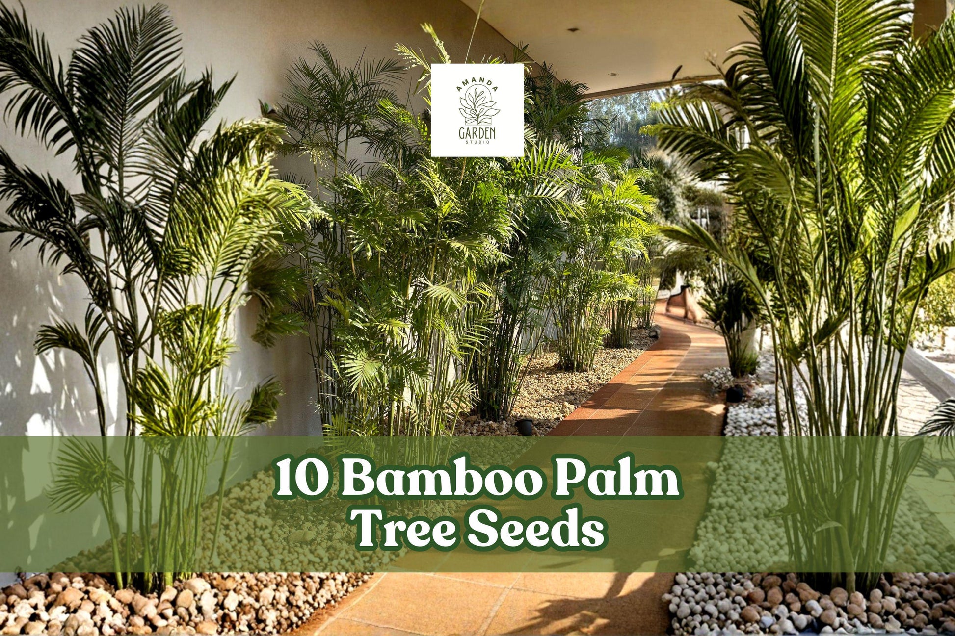 10 Bamboo Palm Tree Seeds for Ornamental Chamaedorea seifrizii Garden & Container Planting