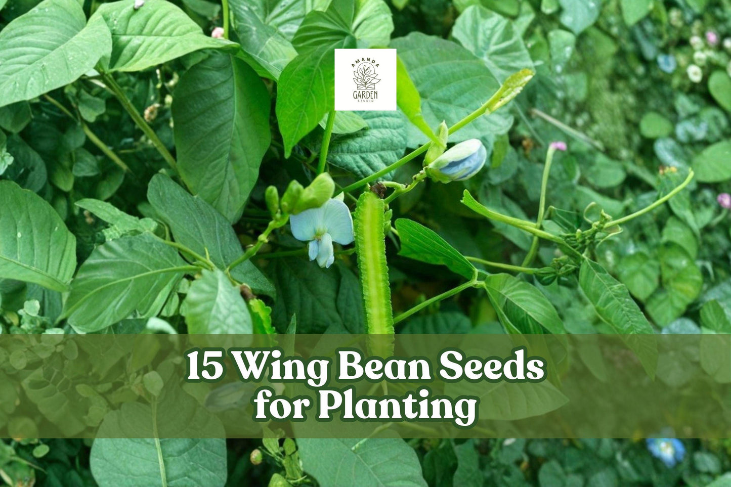 15 Wing Bean Seeds – Psophocarpus tetragonolobus Exotic Asian Climbing Vegetable Seeds for Garden, Trellis, Container Planting