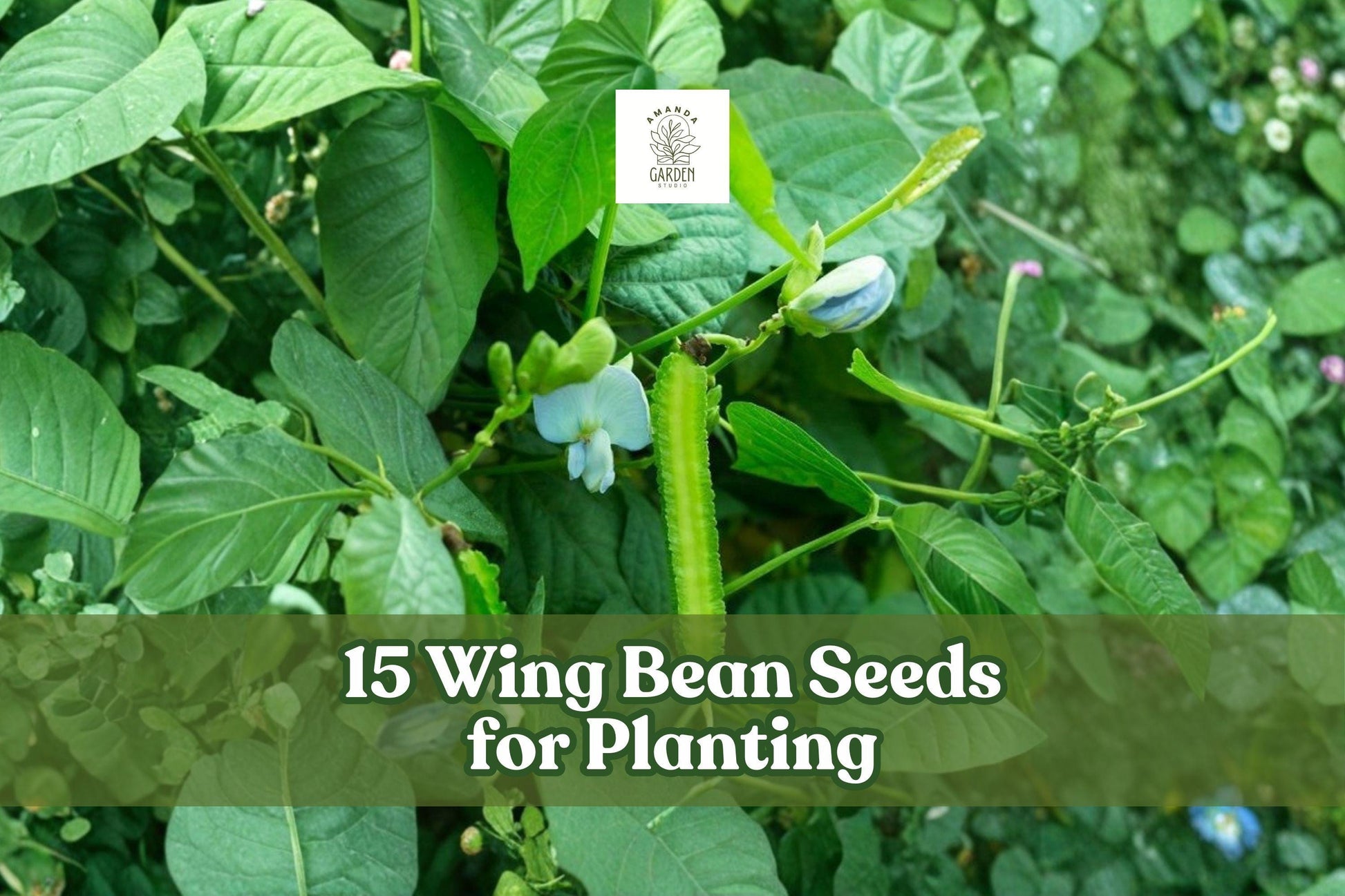 15 Wing Bean Seeds – Psophocarpus tetragonolobus Exotic Asian Climbing Vegetable Seeds for Garden, Trellis, Container Planting