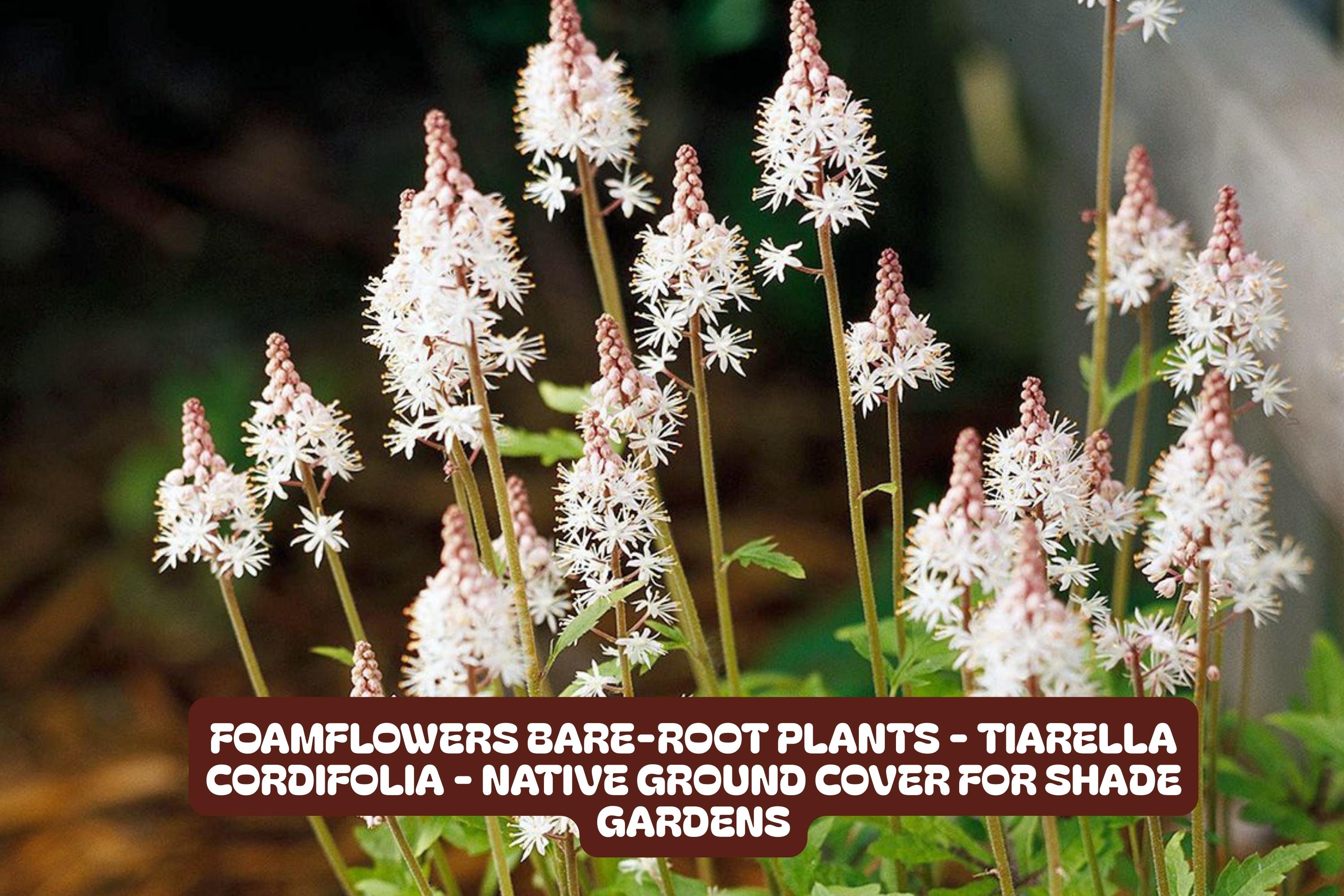 Foamflower Bare-Root Plants Tiarella cordifolia Native Ground Cover for Shade Gardens, Perennial, Low Maintenance