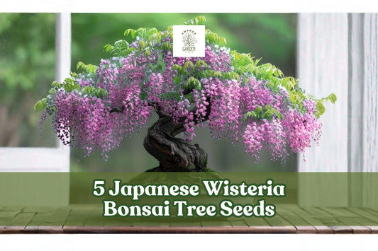 Japanese Wisteria Seeds – Wisteria floribunda Ornamental Climbing Vine for Bonsai and Garden Planting