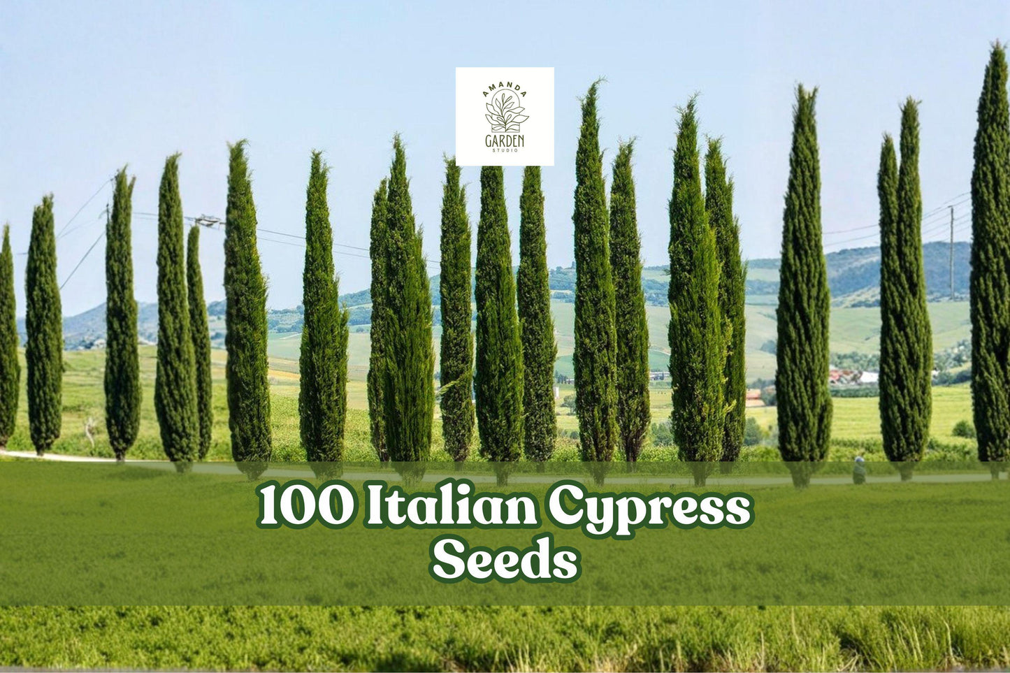 Italian Cypress Seeds – Evergreen Tree, Tall, Narrow, Cupressus sempervirens, Landscape & Garden Planting, 100 Seeds