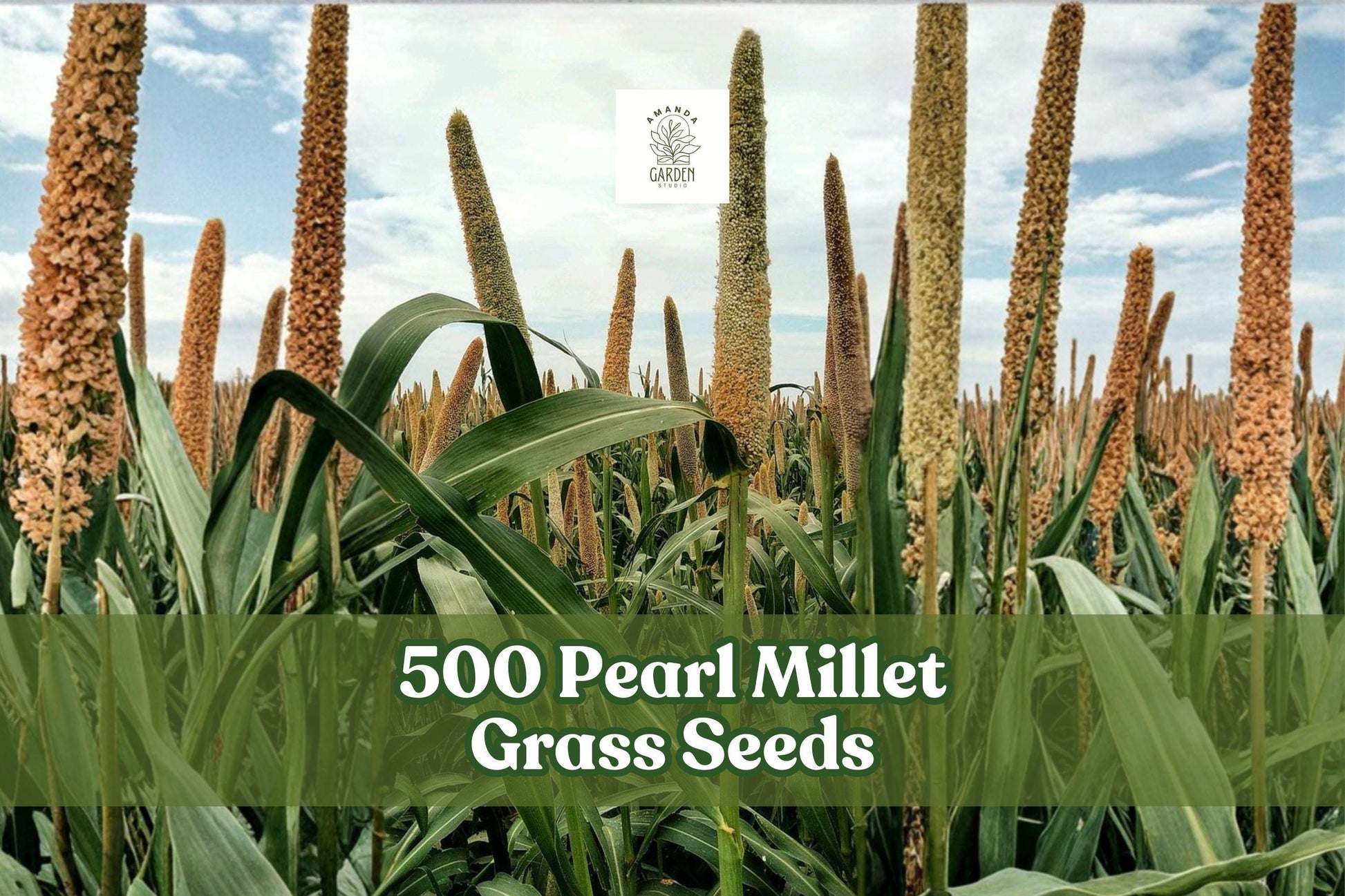500 Pearl Millet Grass Seeds for Ornamental Garden Borders Pennisetum glaucum