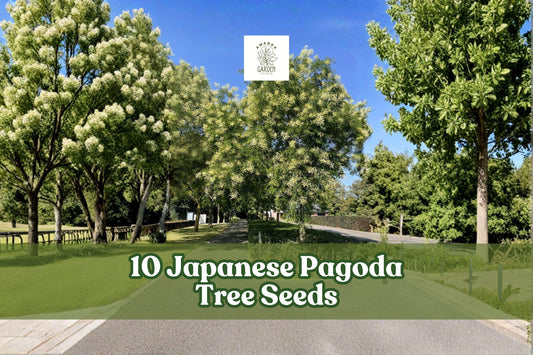 Japanese Pagoda Tree Seeds, Ornamental Styphnolobium japonicum, Garden Landscape Planting, Full Sun, Deciduous Tree