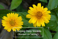 Creeping Daisy Live Plant + 5 Cuttings, Yellow Ground Cover Perennial, Wedelia trilobata, Fast-Growing Trailing Plant