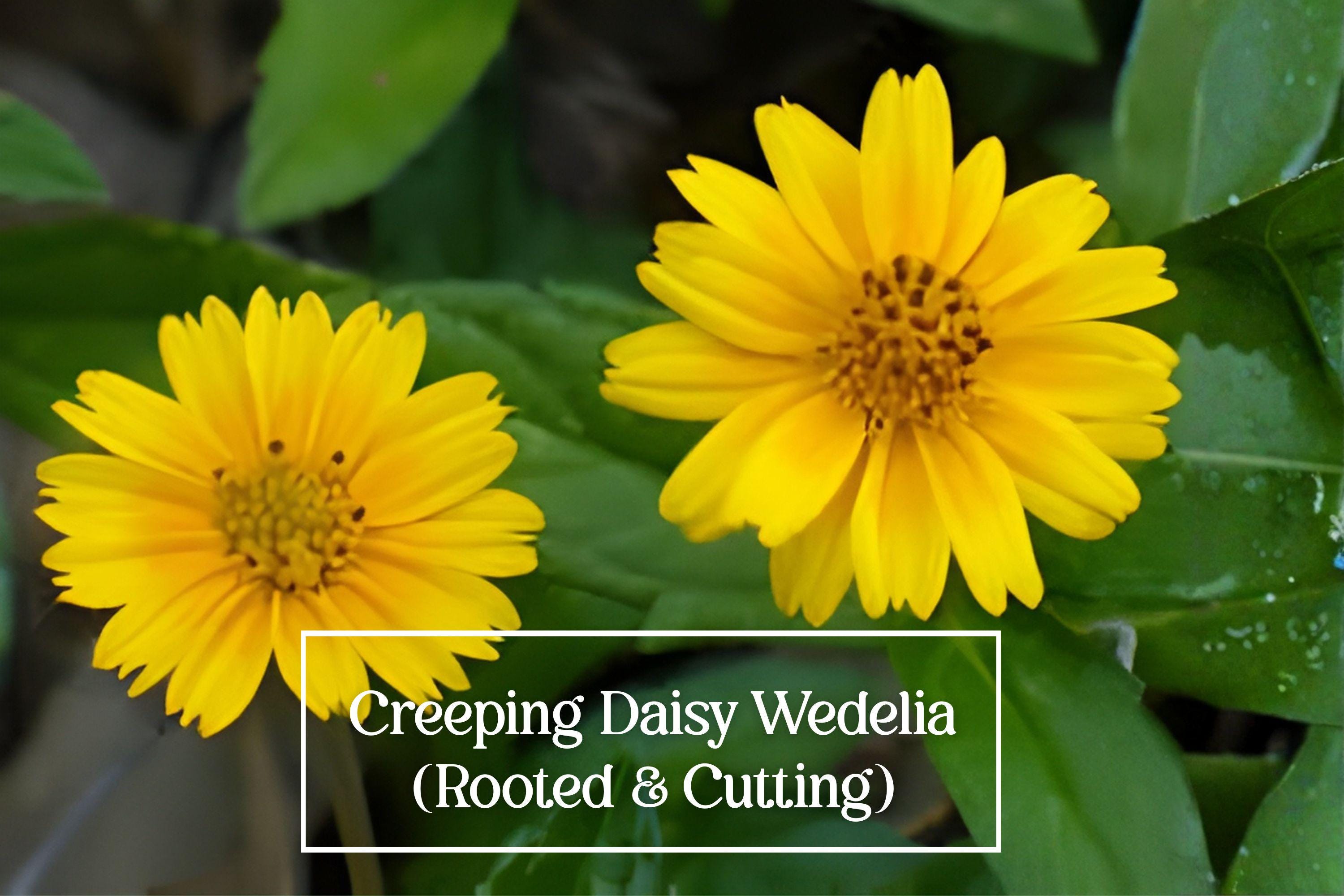 Creeping Daisy Live Plant + 5 Cuttings, Yellow Ground Cover Perennial, Wedelia trilobata, Fast-Growing Trailing Plant