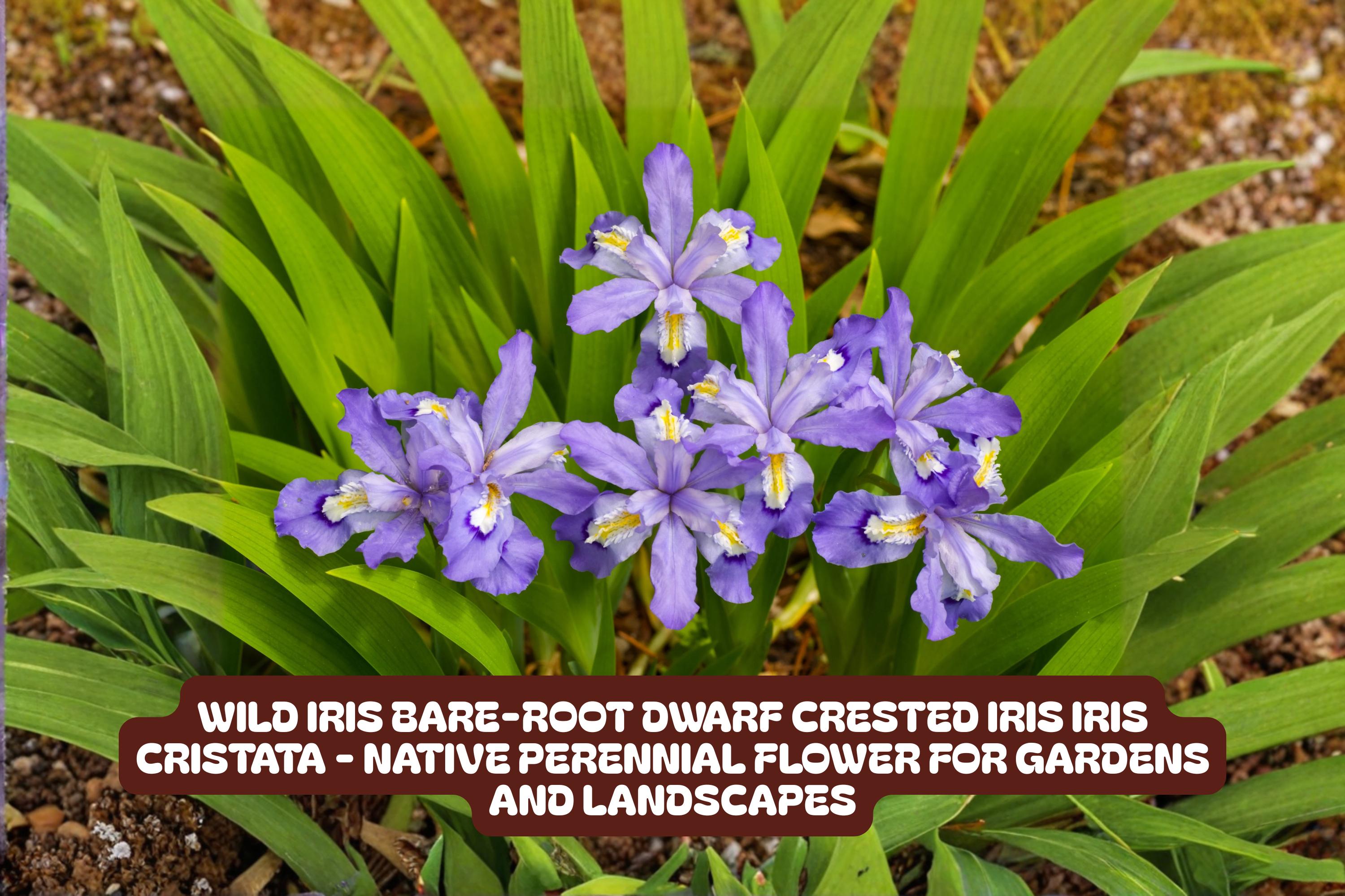 Dwarf Crested Iris Bare-Root Wild Iris cristata Perennial for Shade and Rock Gardens