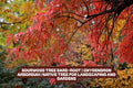 Sourwood Tree Bare-Root Oxydendron Arboreum Native Landscaping Garden Tree for Bees Pollinators