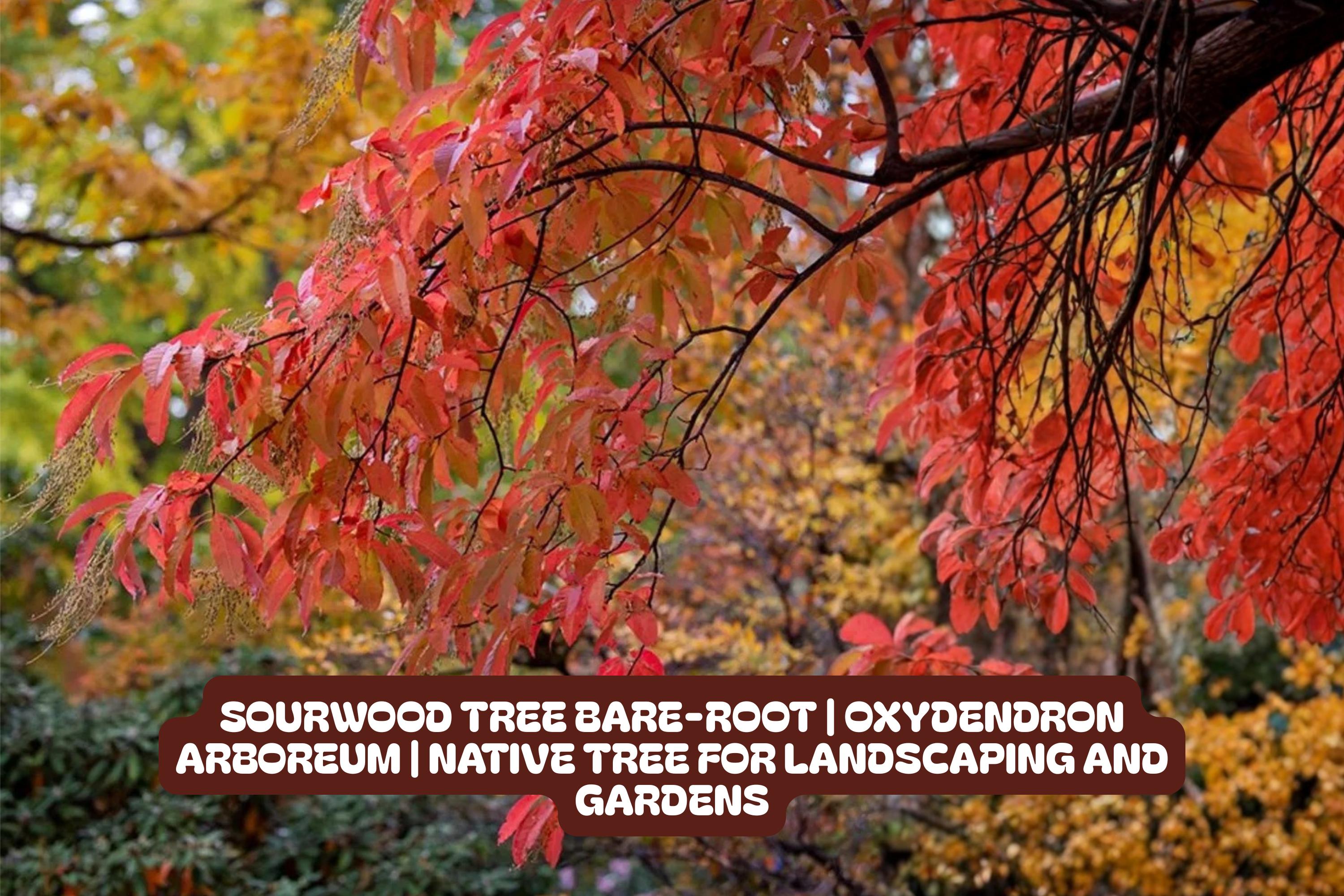 Sourwood Tree Bare-Root Oxydendron Arboreum Native Landscaping Garden Tree for Bees Pollinators