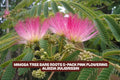 Bare Root Mimosa Tree Pack - Pink Flowering Albizia julibrissin, Deciduous, Fast-Growing, Pollinator-Friendly, Garden Landscape Plants