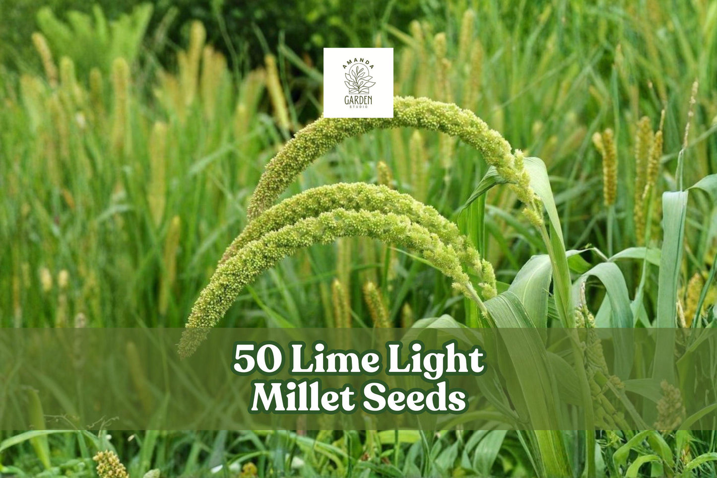 50 Lime Light Millet Seeds - Ornamental Grass Pennisetum glaucum with Lime Green Flower Plumes for Garden, Landscape & Cut Flowers
