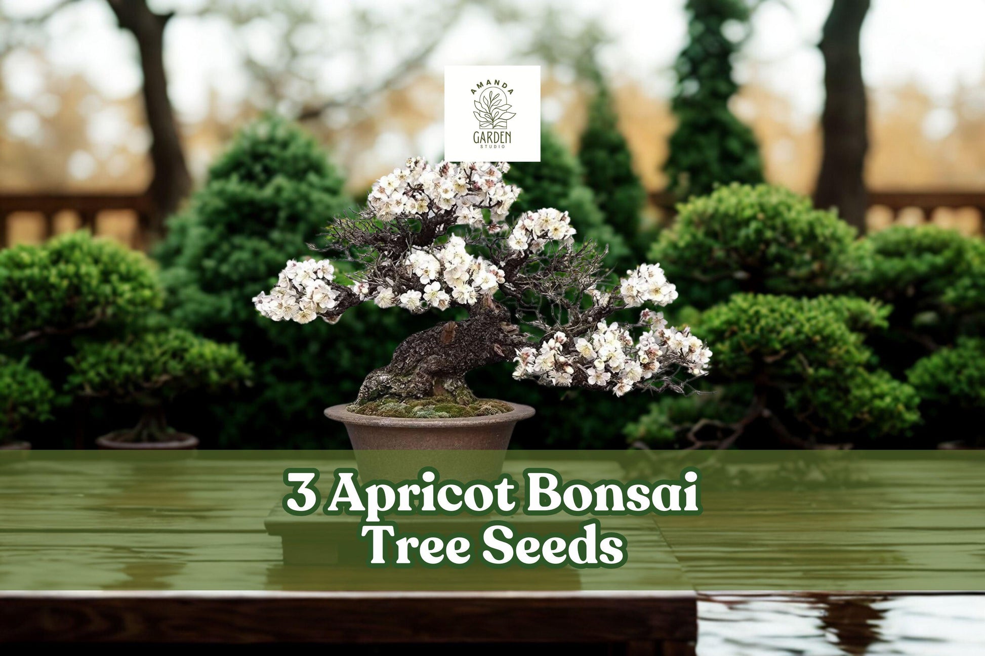 Apricot Tree Seeds – 3 Large Prunus armeniaca Fruit Tree Seeds for Bonsai, Ornamental, and Container Growing